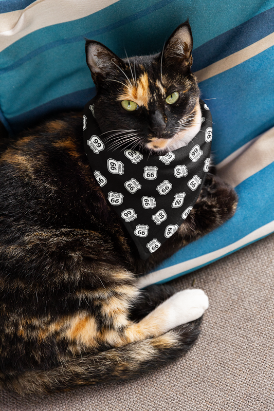 A cat rests while wearing a black Route 66 pet bandana collar with multiple repeating Route 66 shields